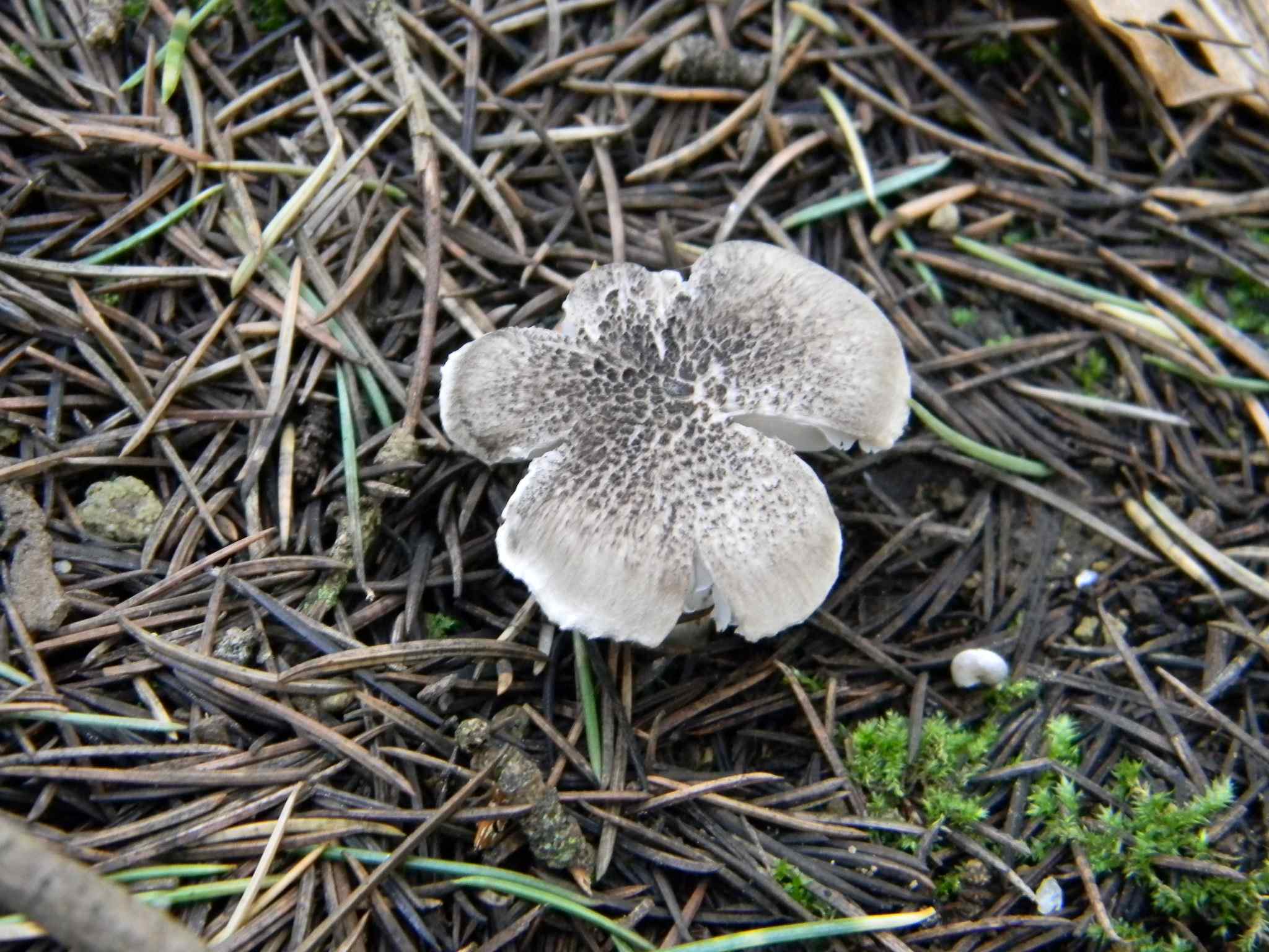 1925 Febbraio vecchio ritrovamento